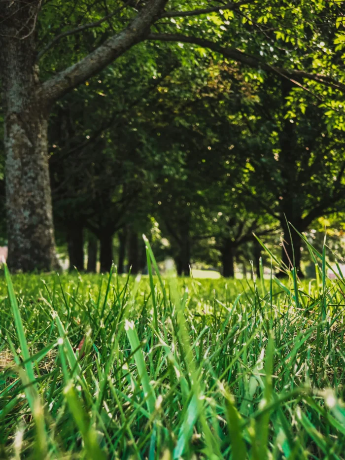 Tree Lined Lots